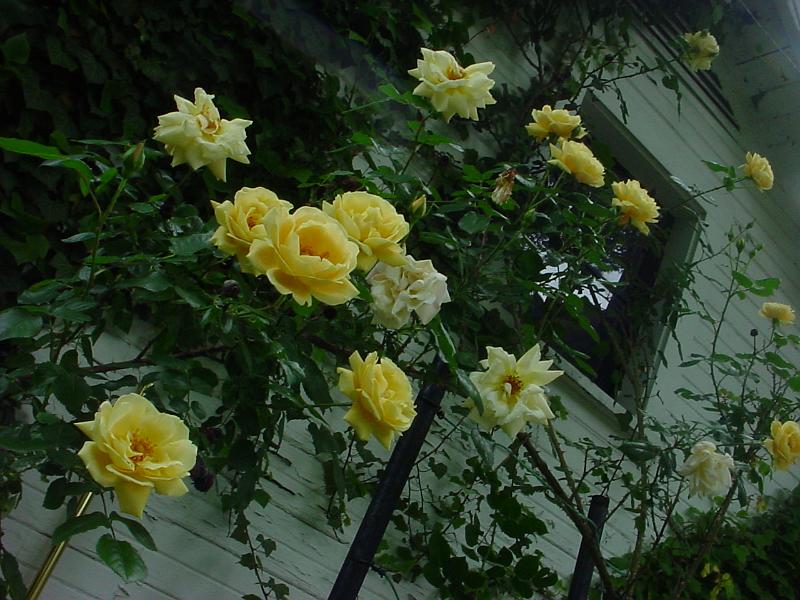 TradeMark G's Photos/Homes/Ohio/Yellow roses